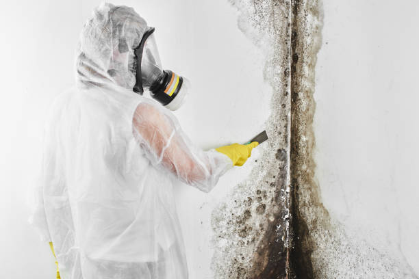 Best Bathroom Mold Remediation in Fraser, MI