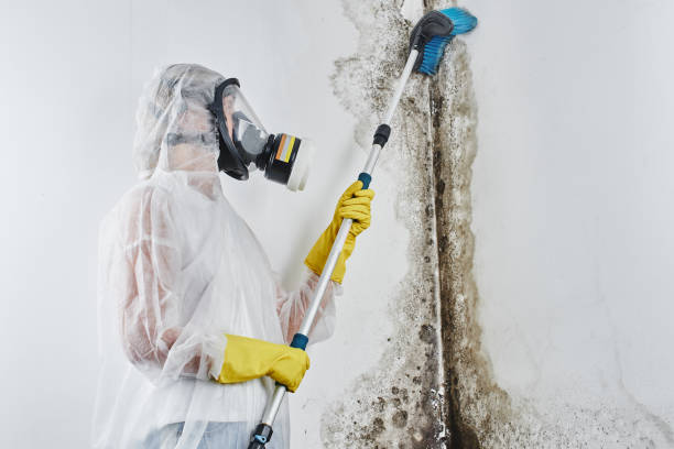 Best Localized Mold Remediation (e.g., coastal areas, humid climates) in Fraser, MI