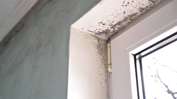 Best Black Mold Remediation in Fraser, MI