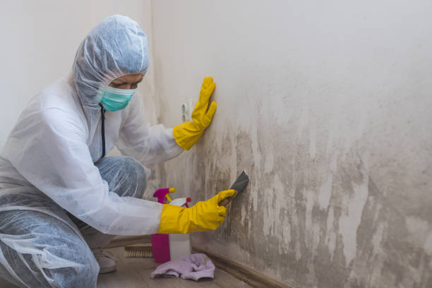 Best Residential Mold Remediation in Fraser, MI