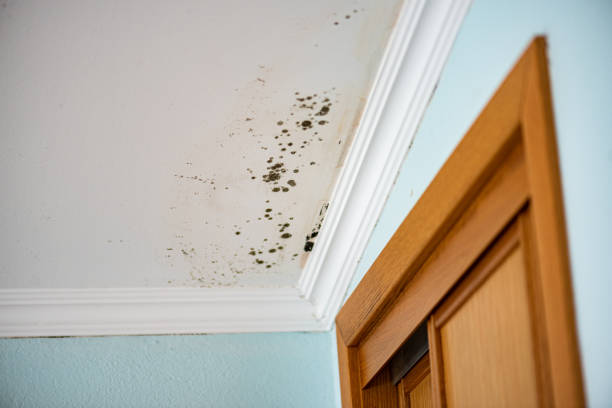 Fraser, MI Mold Remediation Company