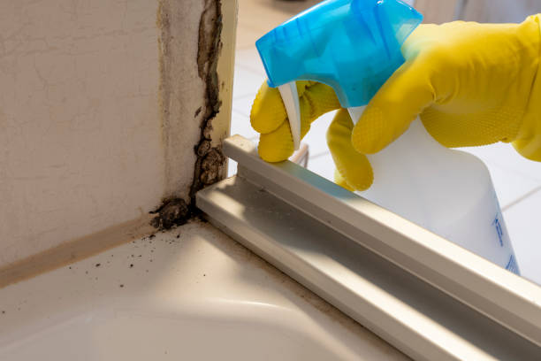 Best Post-Flood Mold Remediation in Fraser, MI