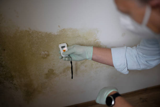 Best Health and Safety Mold Remediation in Fraser, MI