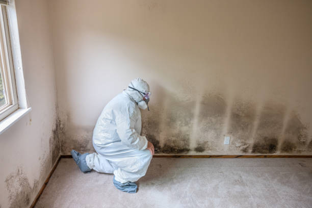 Best Attic Mold Remediation in Fraser, MI