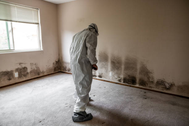 Best Crawl Space Mold Remediation in Fraser, MI